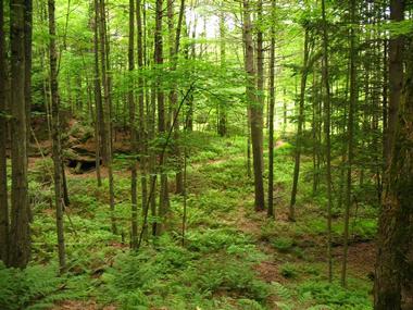 Cady Hill Forest | Things to Do in Stowe, Vermont