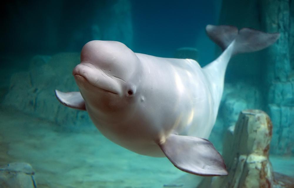 Discover Ocean Wonders at Mystic Aquarium