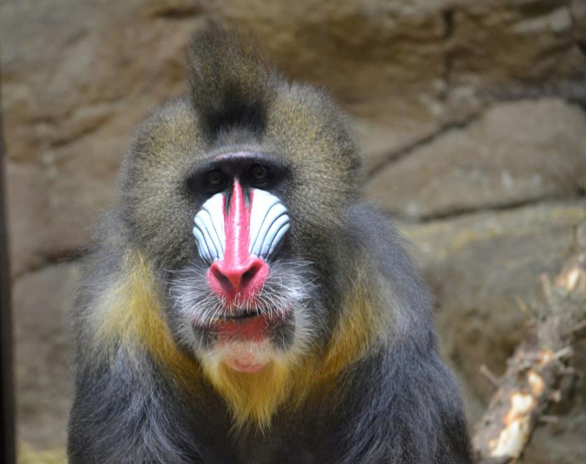 Home to over 160 animal species, including rhinos, red pandas, and tigers. 