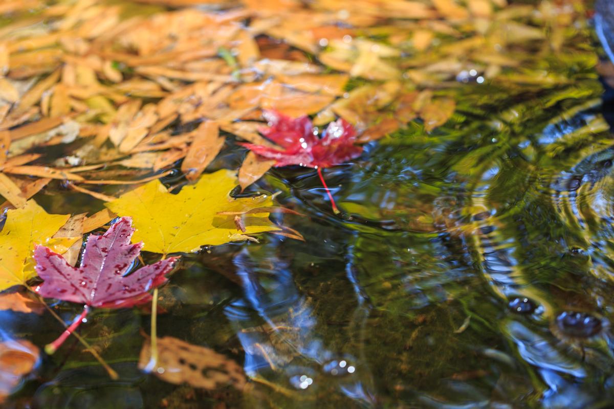 Go for a Walk along the Lansing River Trail