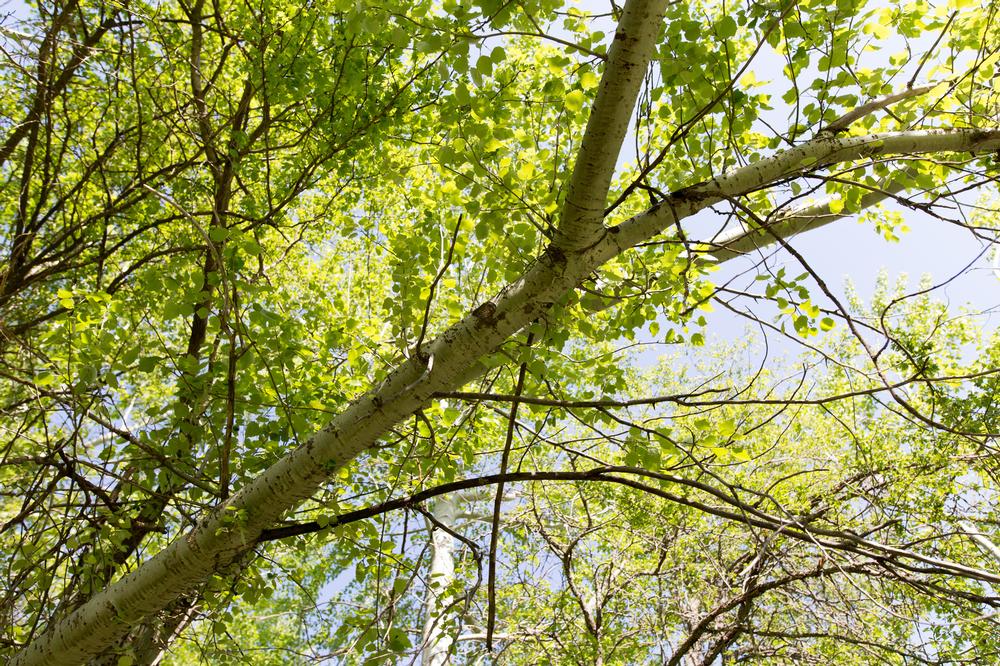 Relax, Play, and Stroll Through Charming Van Vorst Park