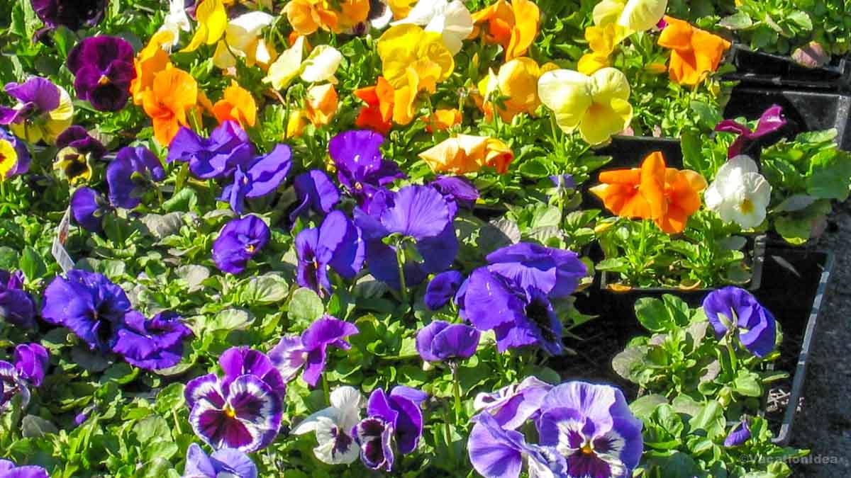 I took a picture of these purple and yellow blooms on a spring trip