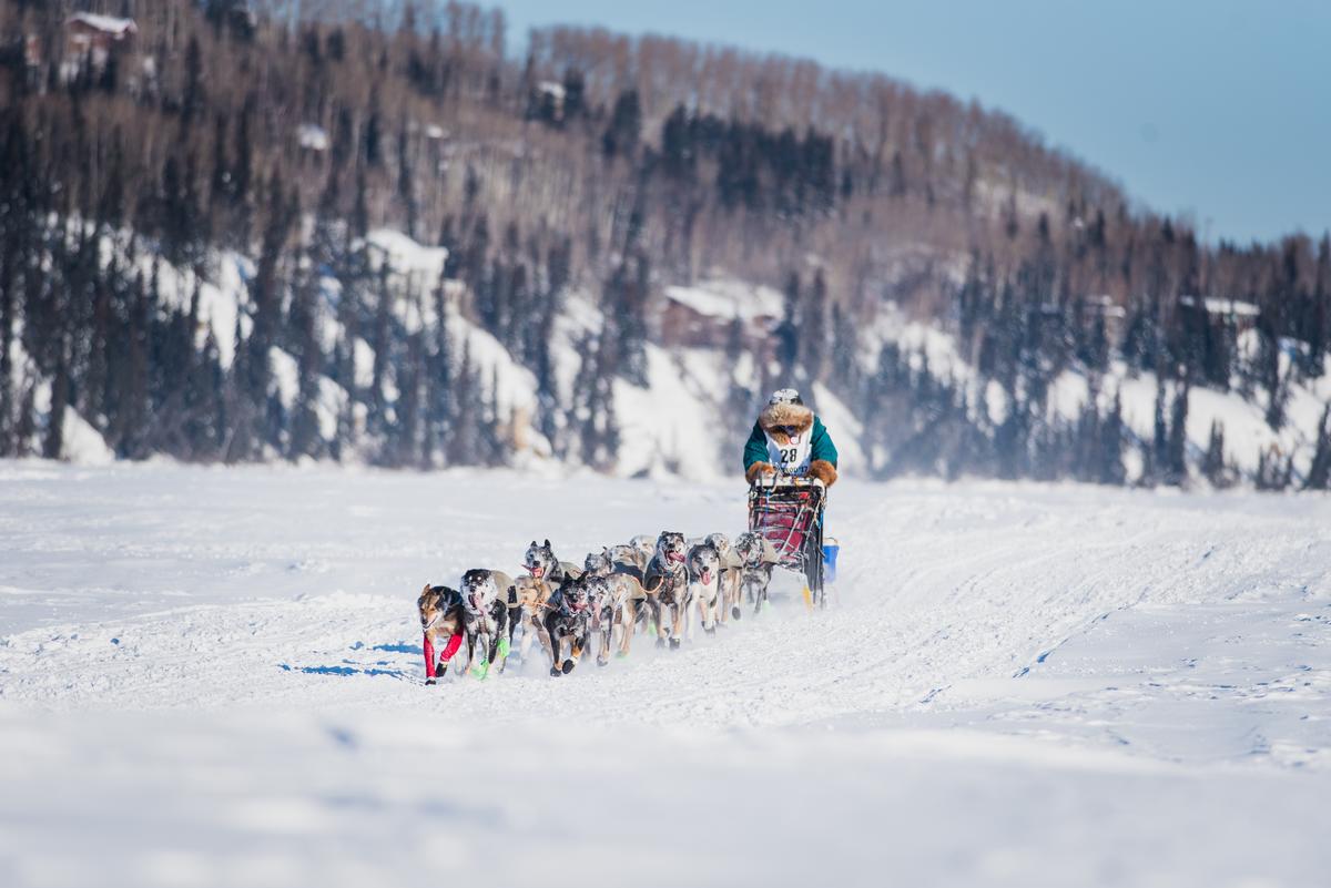 Dog sledding
