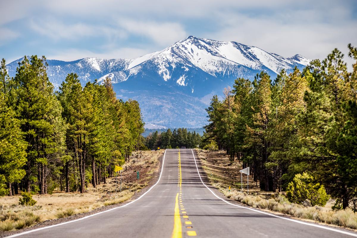 Flagstaff’s Forested Calm
