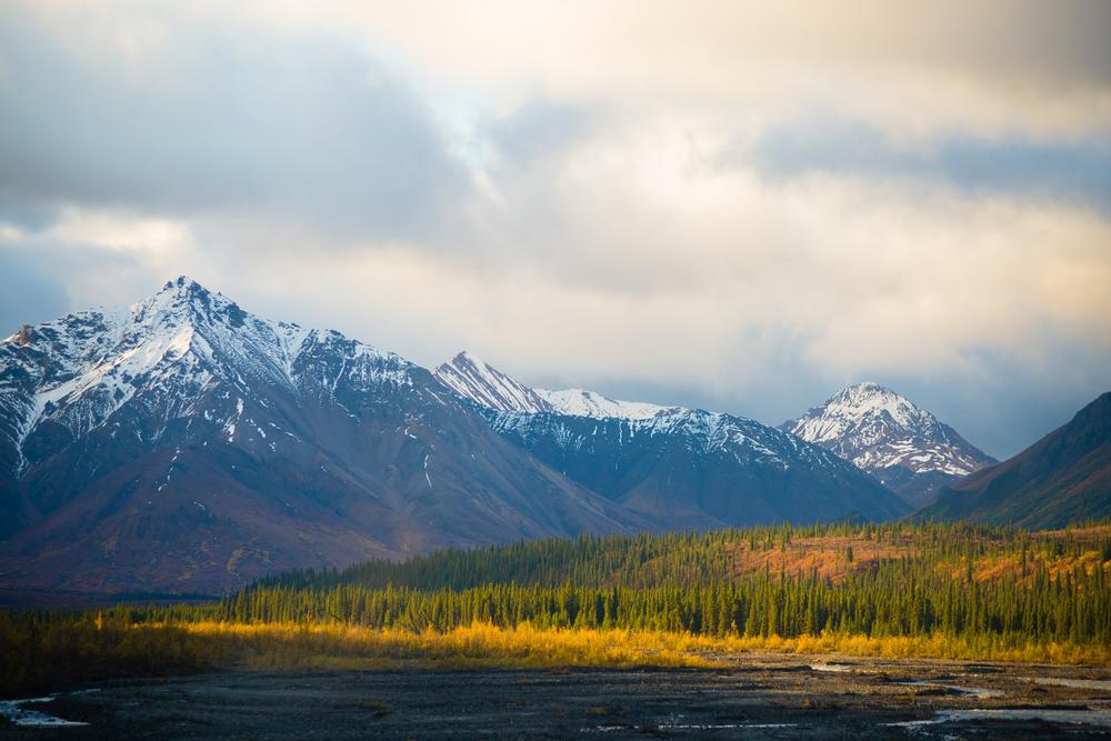 Spot wildlife and admire North America’s tallest peak on an exciting summer trip.