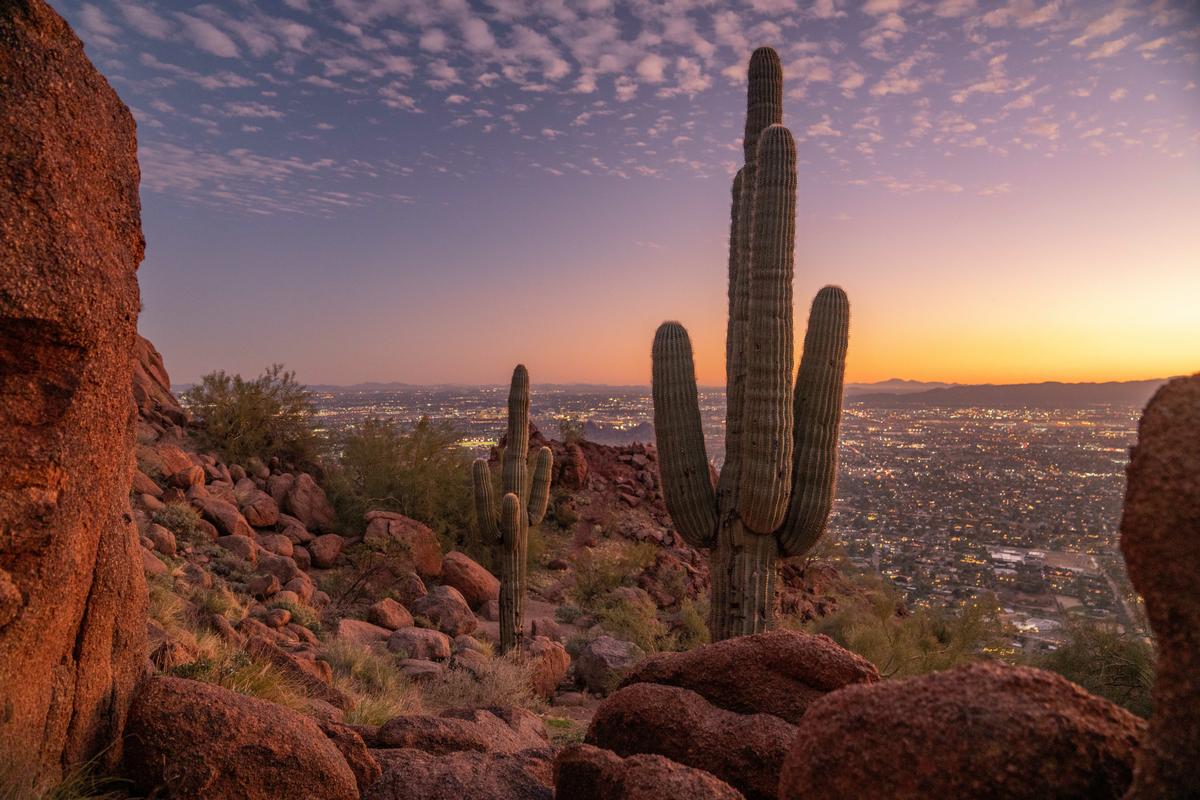 Saguaro Cactus with Phoenix skyline