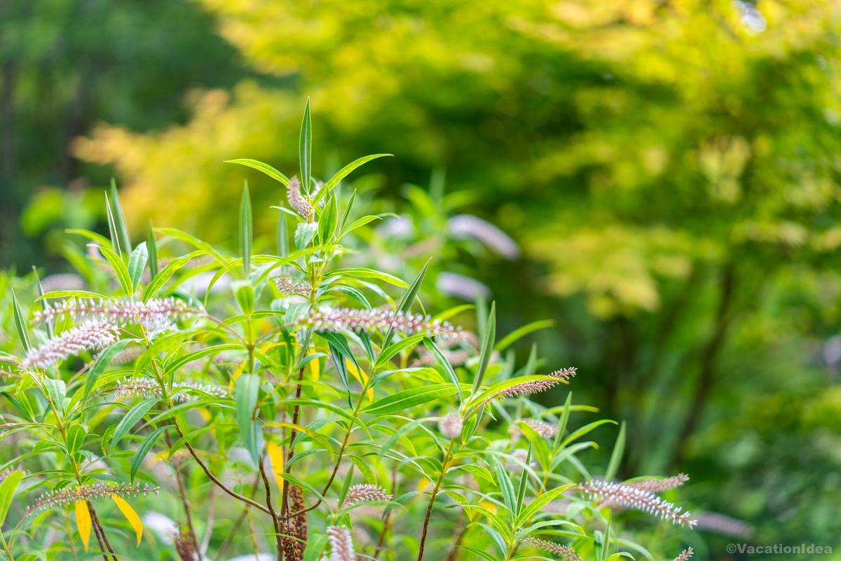 I took this photo of mountain flowers while hiking