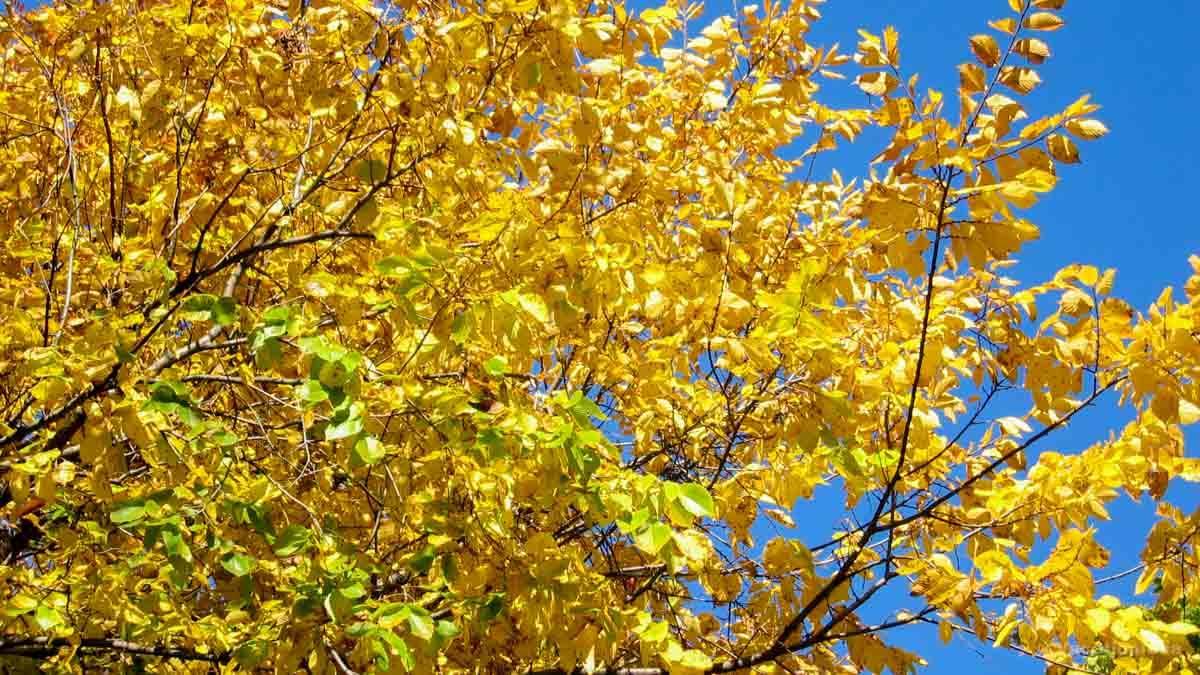 I took this photo of fall foliage in CT