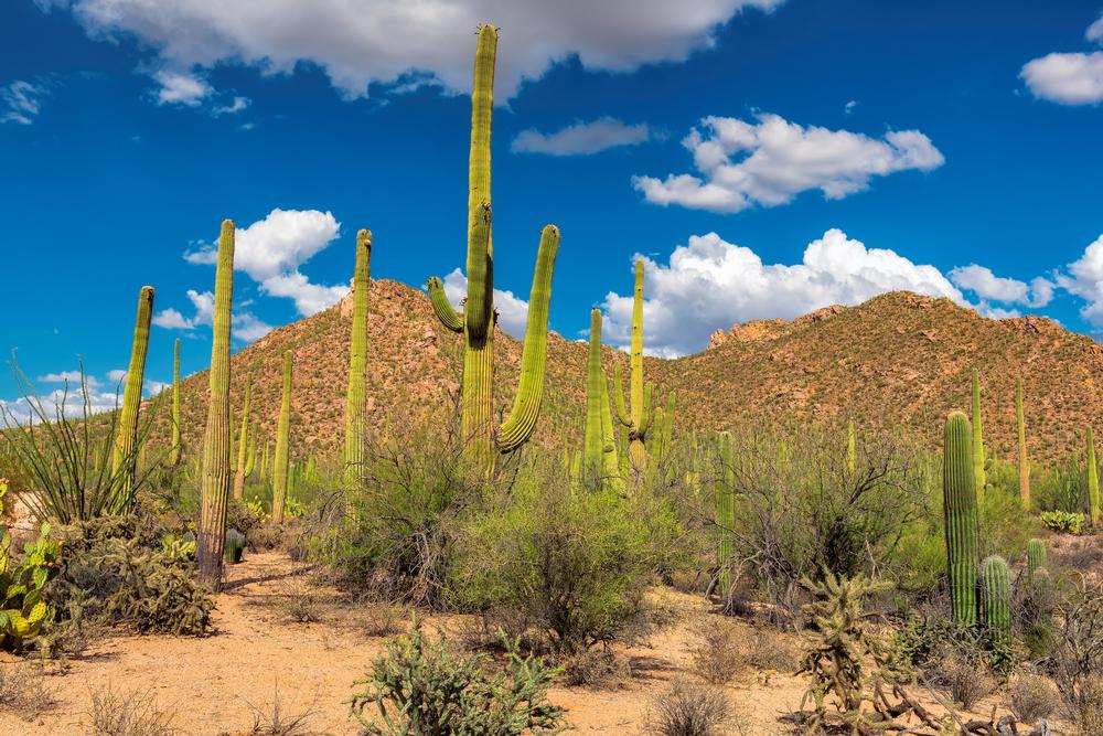Walk among giant cacti and explore desert trails on an exciting spring outing.