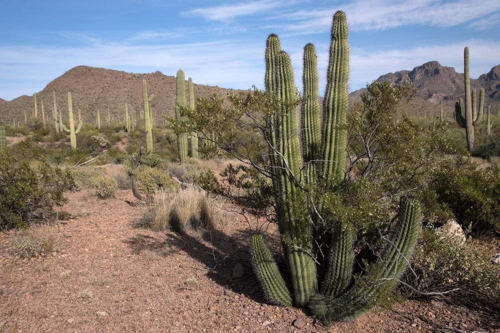 Admire rare cacti and drive scenic roads on a quiet retirement getaway.