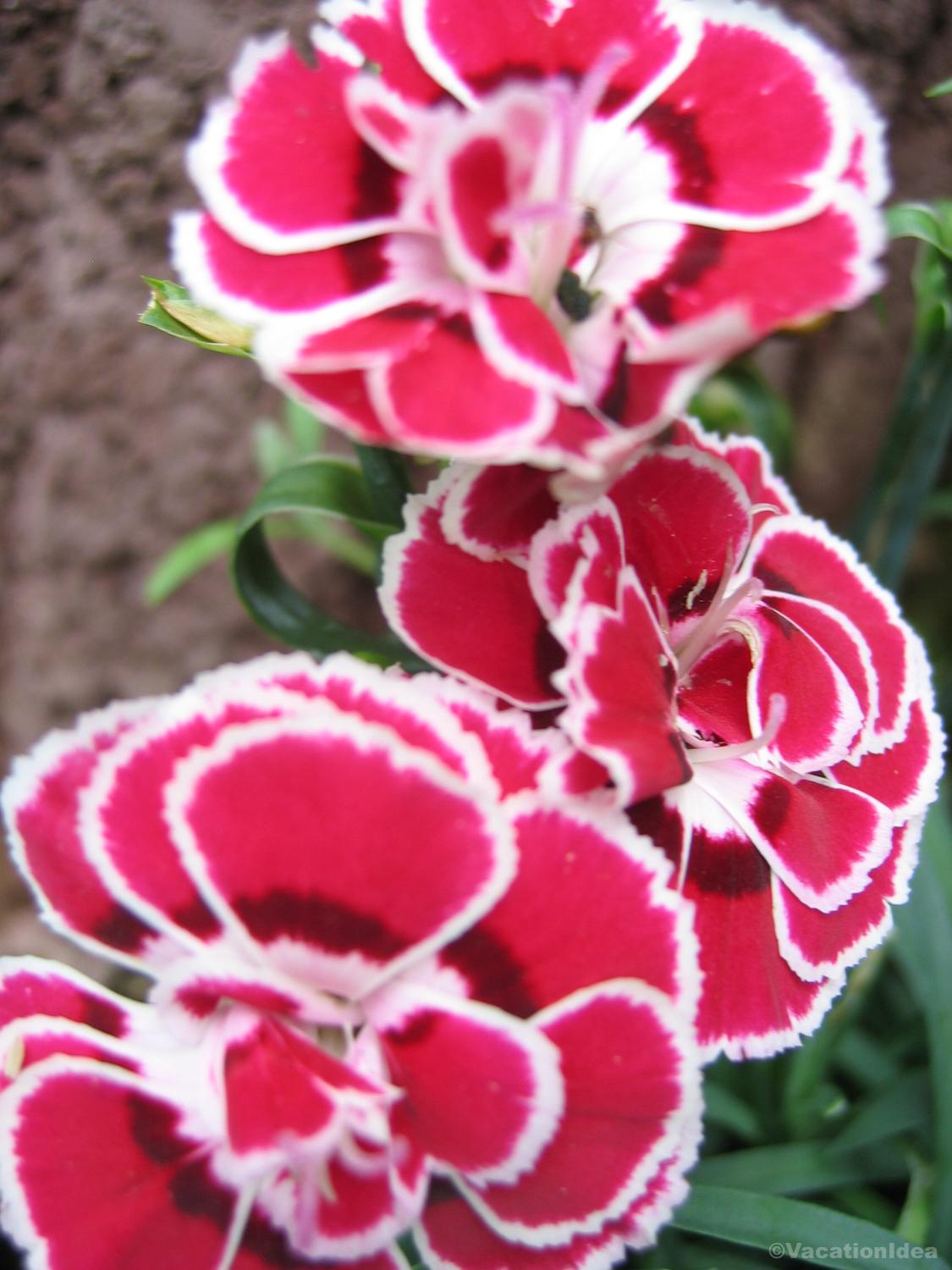 My photo of flowers at CSU Flower Gardens in Fort Collins