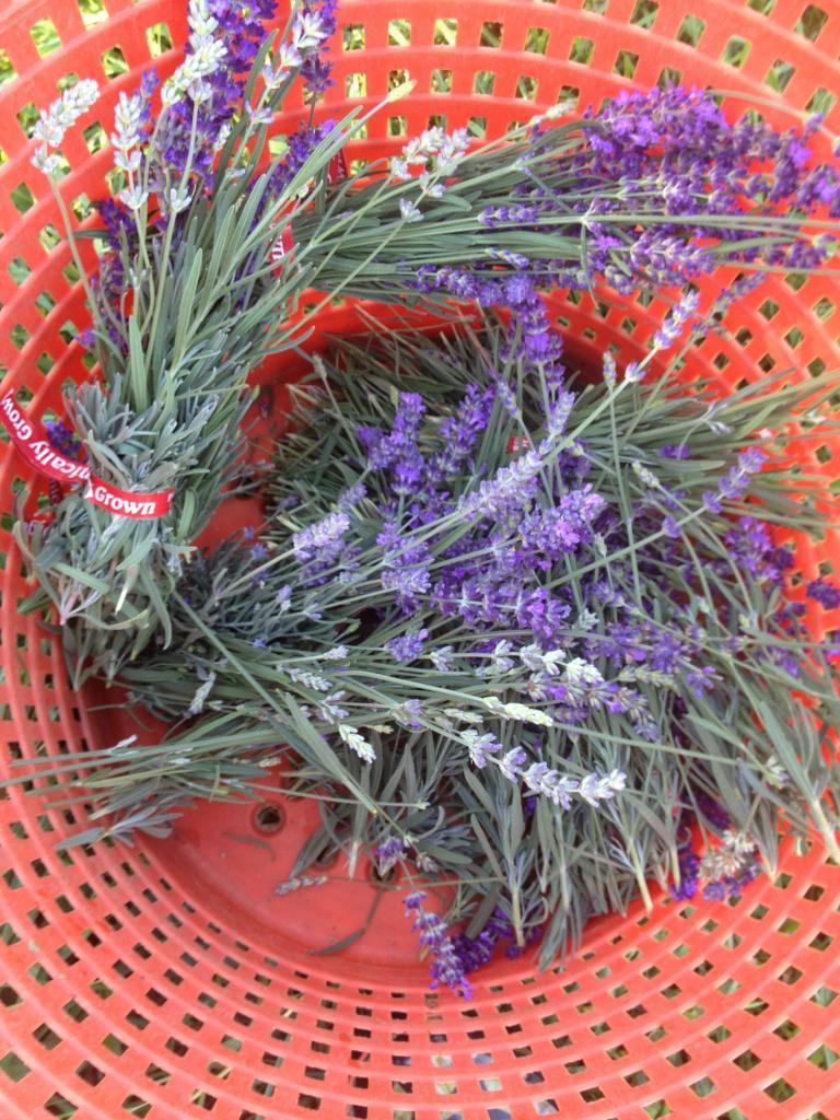 Take a tour of Cure Organic Farm