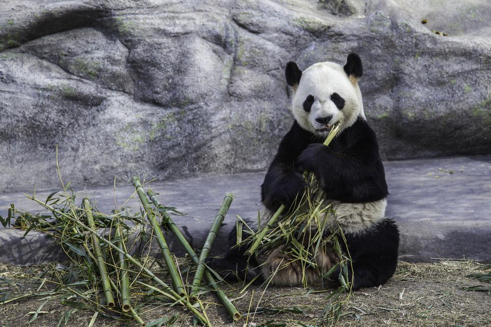 Get Wild at the Toronto Zoo