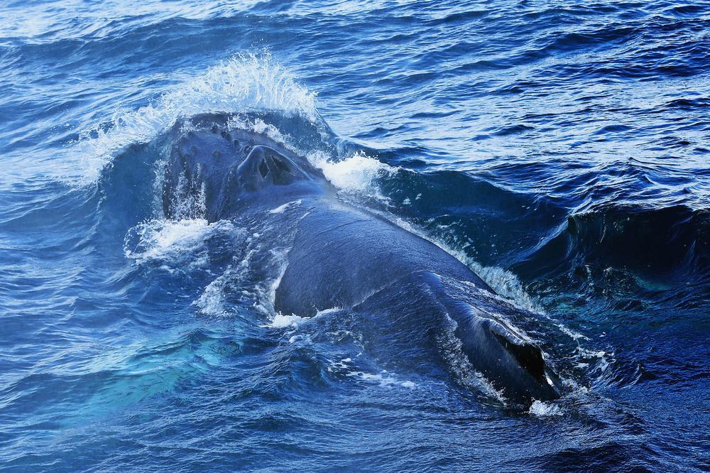 Spot Majestic Marine Life with Bar Harbor Whale Watch Company