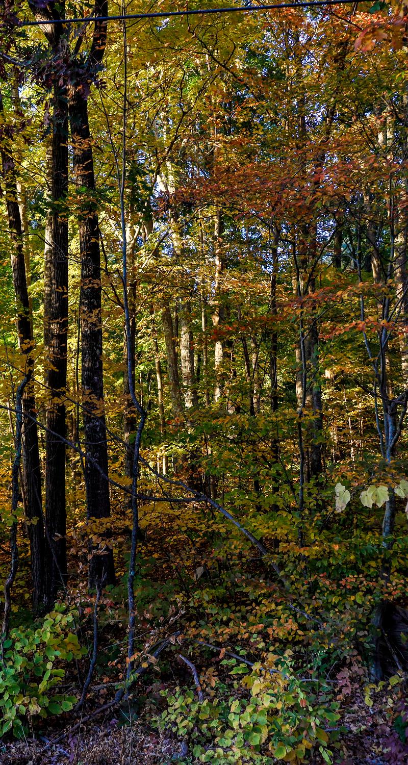Fall foliage and autumn colors in Connecticut
