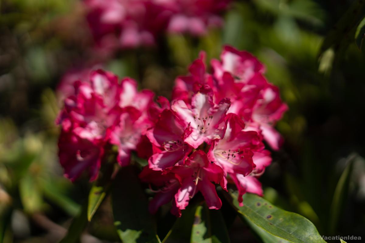 I took this photo of flowers in the park