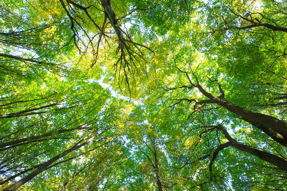 Embrace Outdoor Adventures and Scenic Trails at River Legacy Park