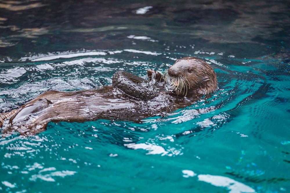 Meet Wildlife From Around the World at the Oregon Zoo