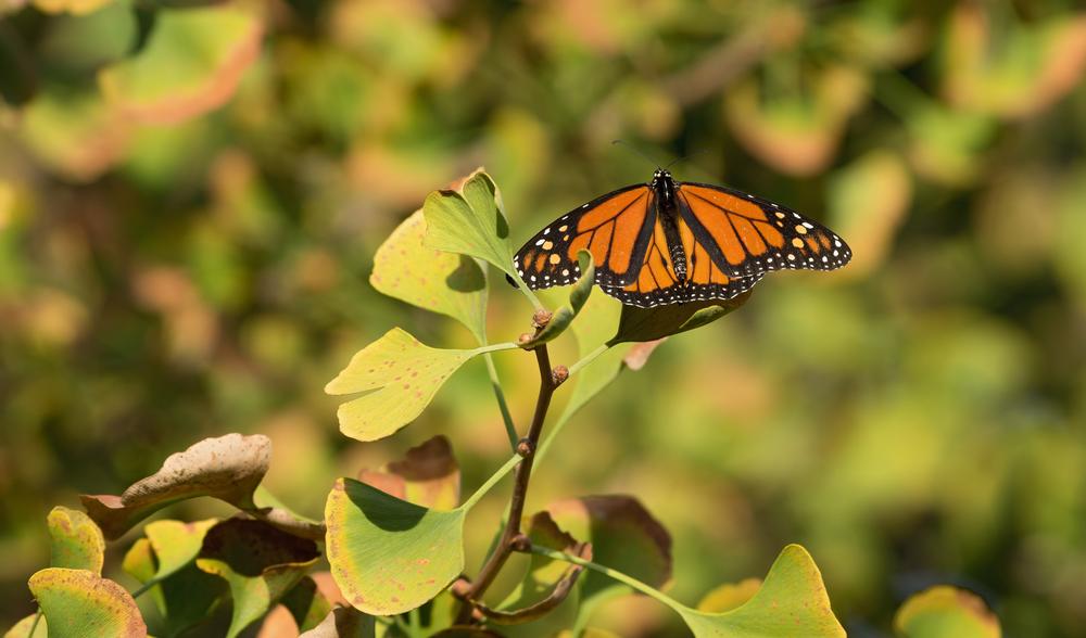 Step Into a Tropical Oasis at Butterfly Wonderland