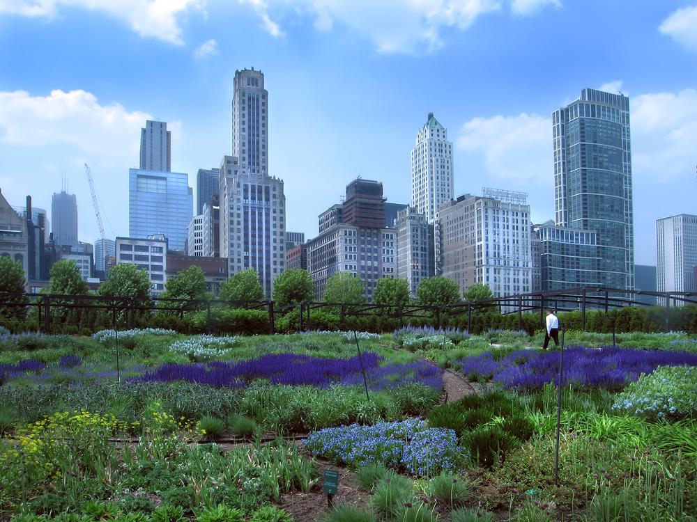 Stroll Through Iconic Beauty at Millennium Park