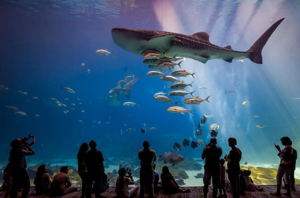 Take the kids to the Georgia Aquarium