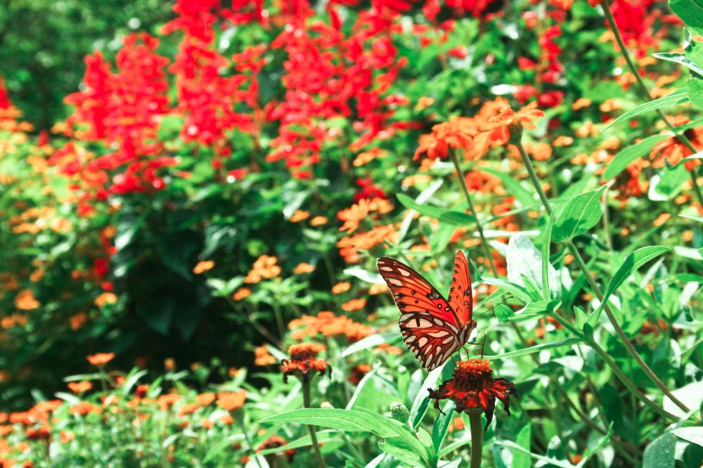 Wander Through the Fort Worth Botanic Garden