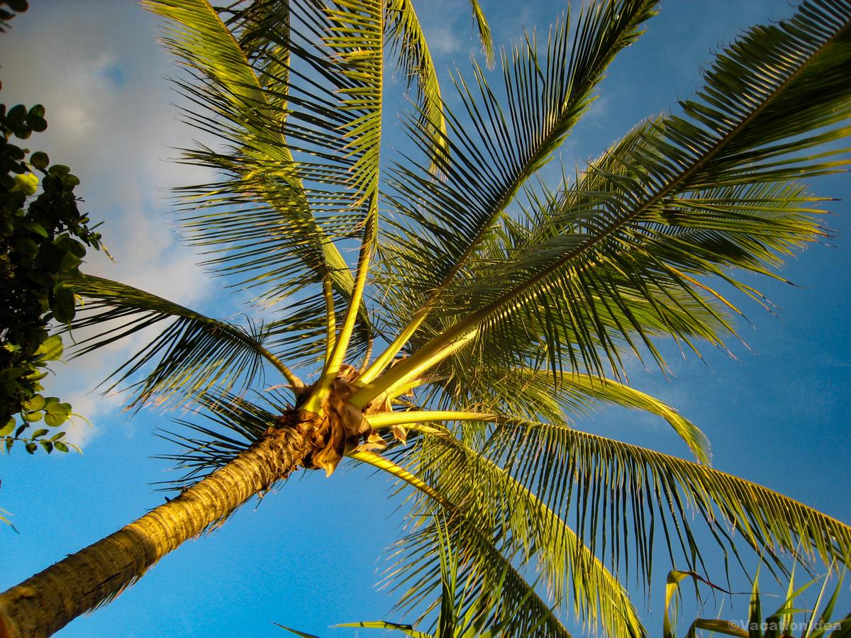 My photo of a palm tree at sunset