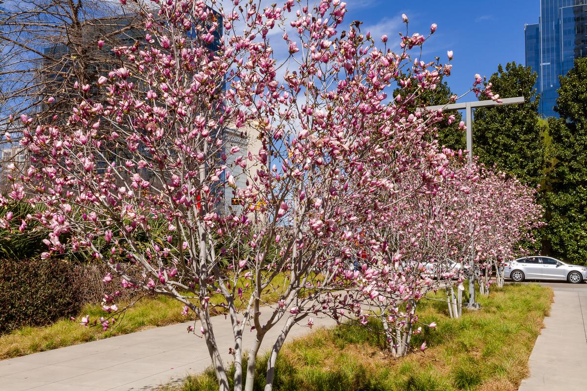 Peach trees blooming in Dallas in the spring