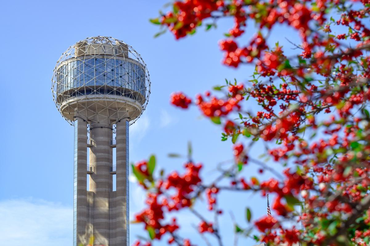 I love visiting Dallas in the spring. This photo shows Famous Dallas Tower and Red Berries