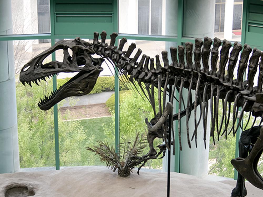 Dive Into Dinosaurs, Space, and Science Wonders at the Museum of Natural Sciences