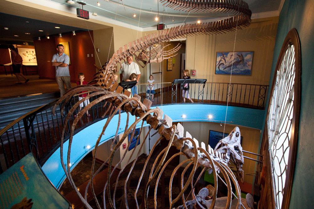 Explore Prehistoric Giants and Biodiversity at the KU Natural History Museum
