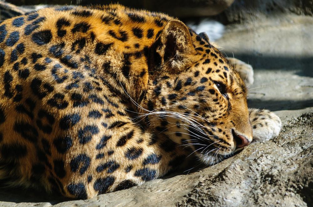 Meet Animals and Admire Blooms at Erie Zoo & Botanical Gardens