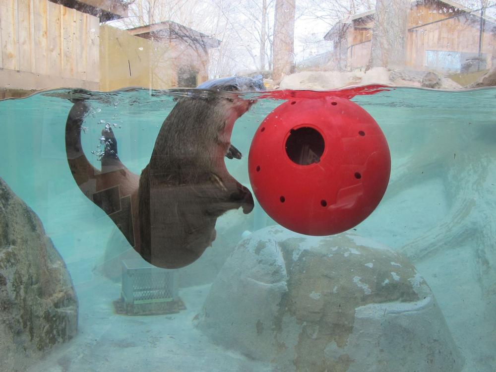 Meet Native Wildlife at the WNC Nature Center