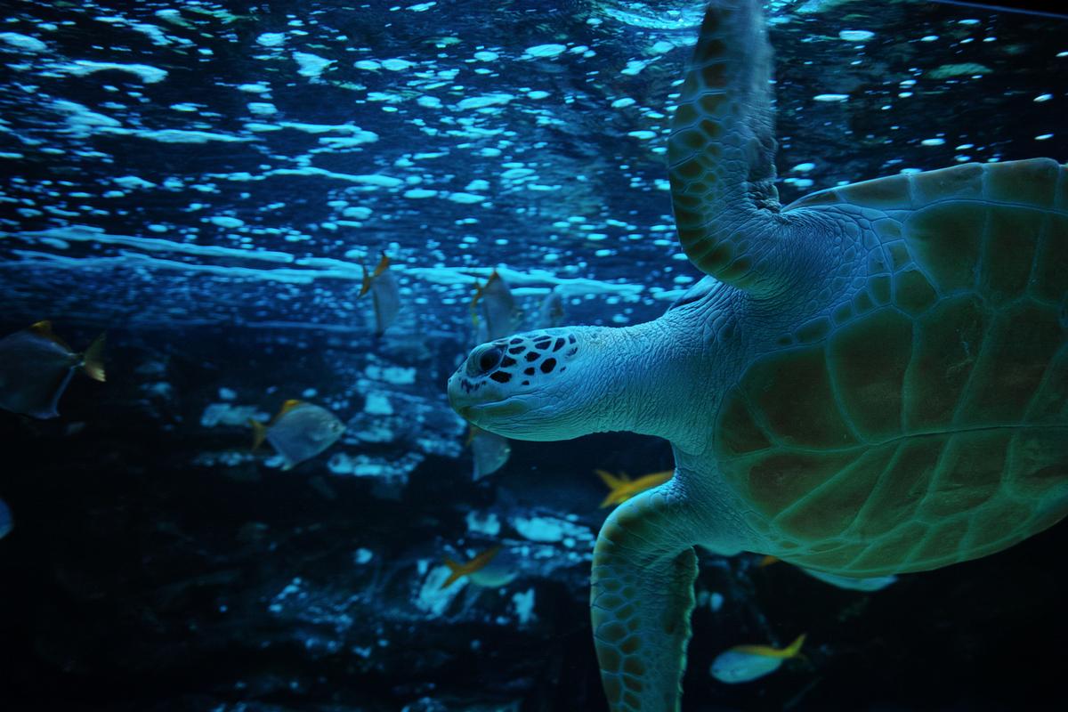 See sharks, seals, and marine life during an easy indoor trip.