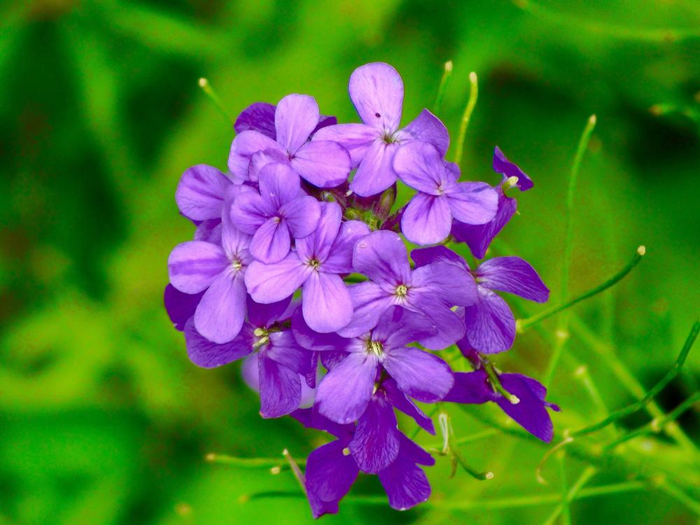 Explore seasonal displays and walk vibrant greenhouses on a colorful summer visit.