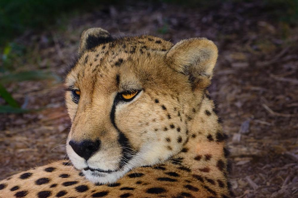 Go Wild at Animal Ark