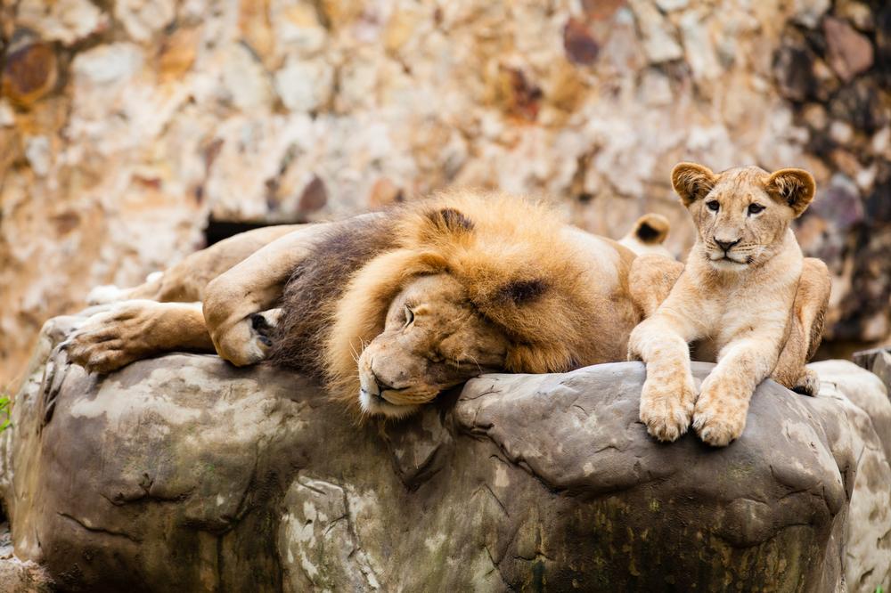 Go Wild with Over 3,000 Animals at the Sedgwick County Zoo