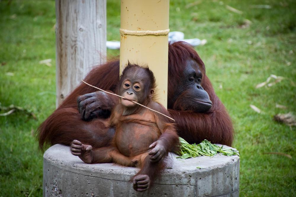 Walk through lush exhibits and see exotic animals, perfect for a family trip.