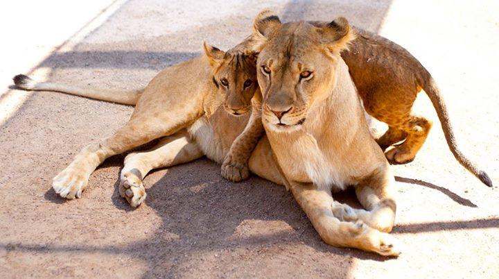 Witness majestic lions up close and enjoy an exciting experience.