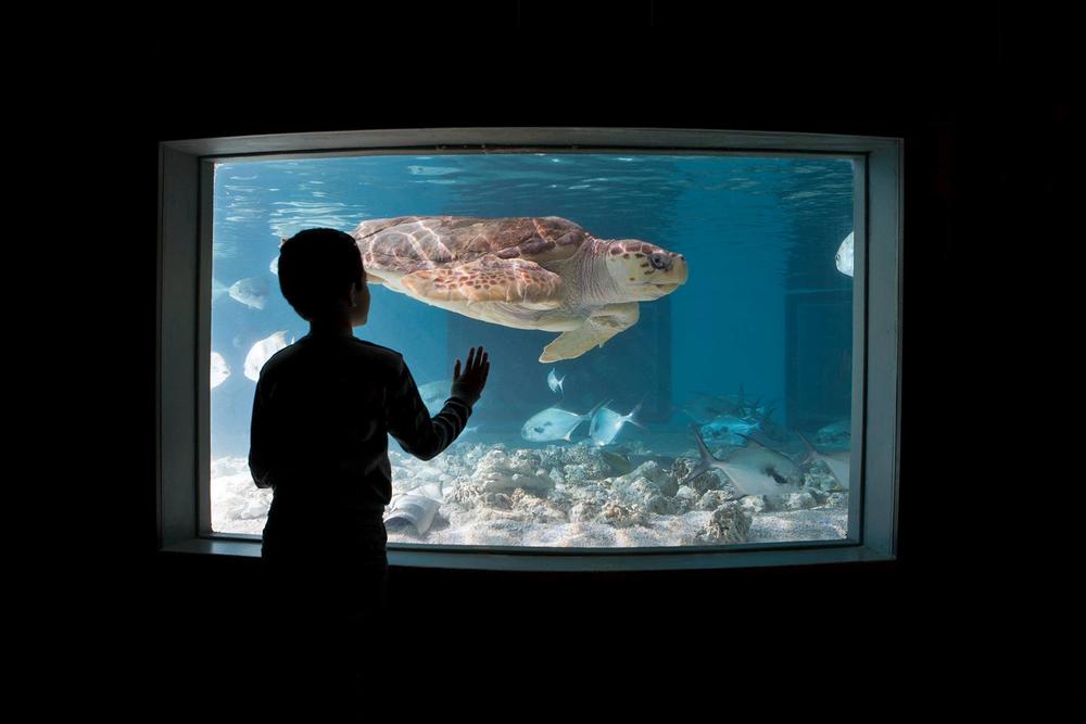 The Maritime Aquarium