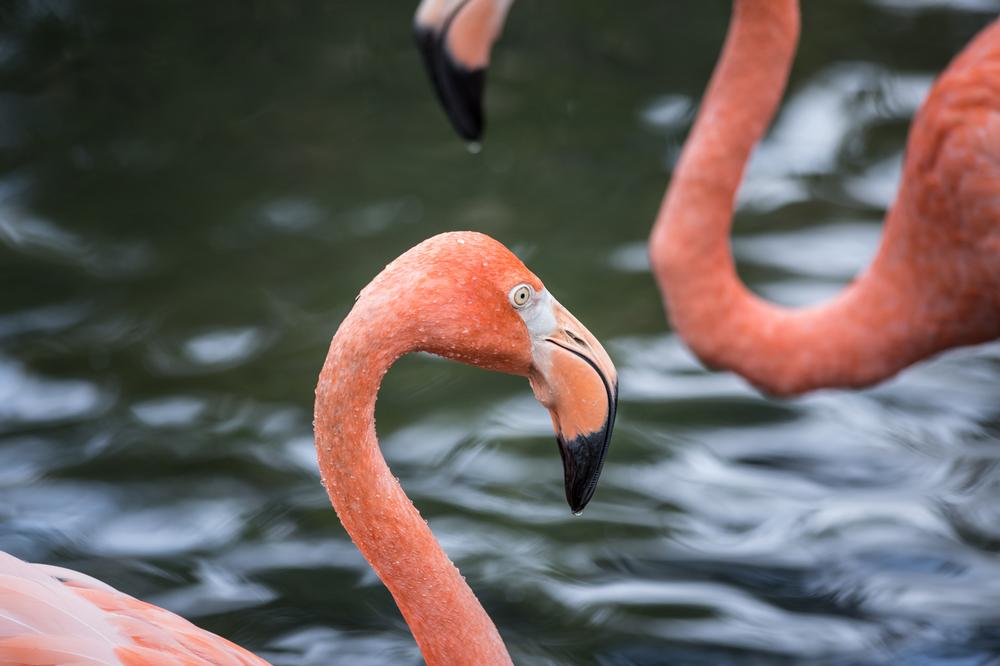 Wander Among Wings at The National Aviary