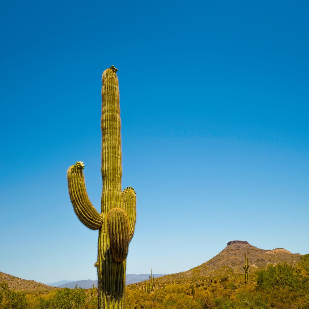 Hike the Natural Beauty of McDowell Sonoran Preserve