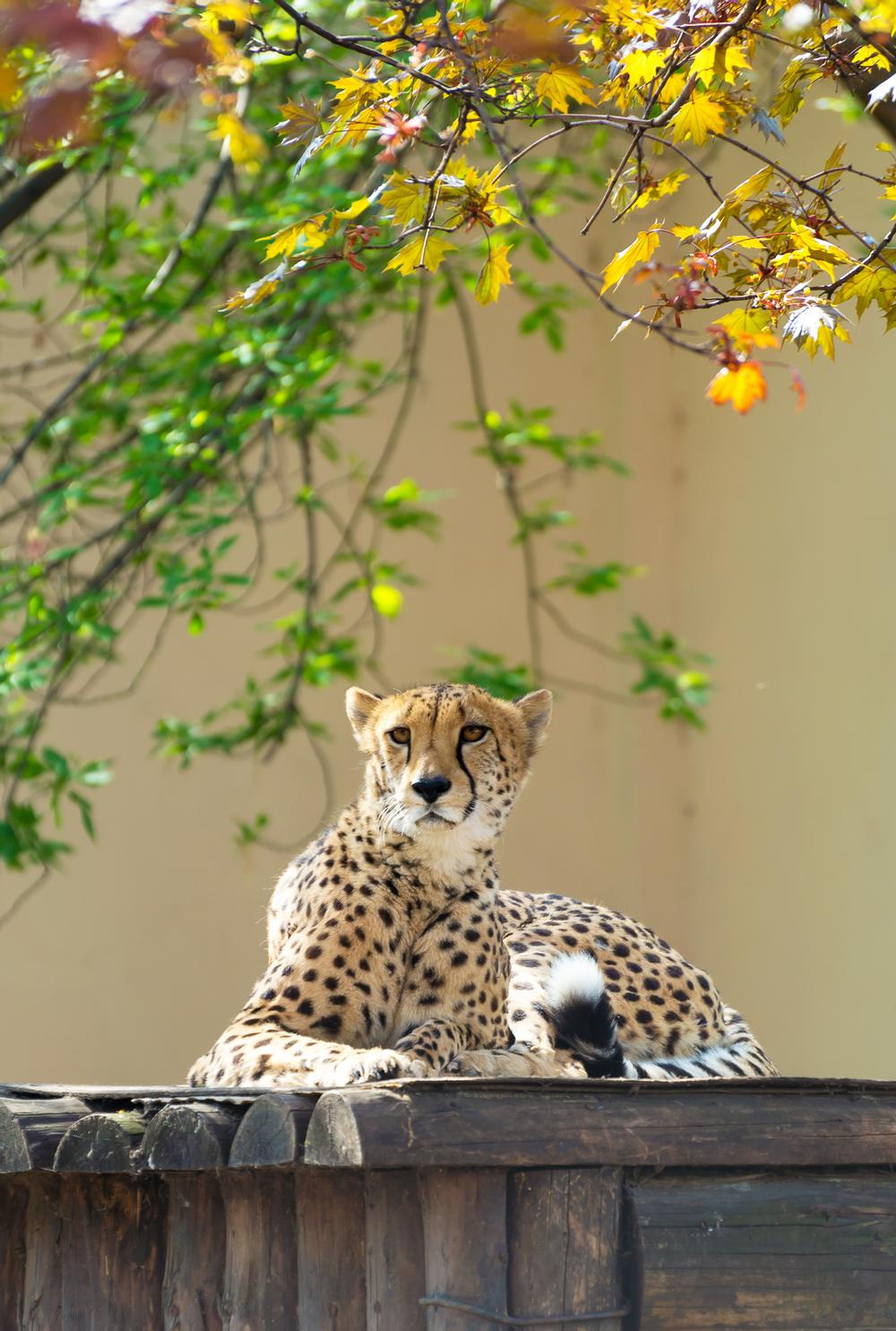 See rare animals and explore domes with the family all day.