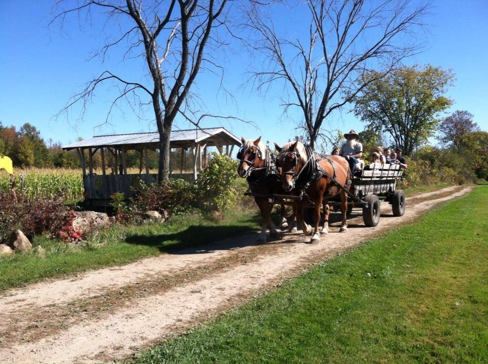 Visit Friendly Animals and Take a Wagon Ride at Country Dreams Farm