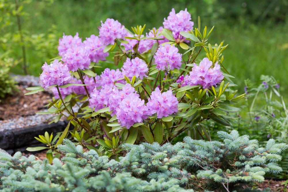 Wander Through Blooming Wonder at Botanica Gardens