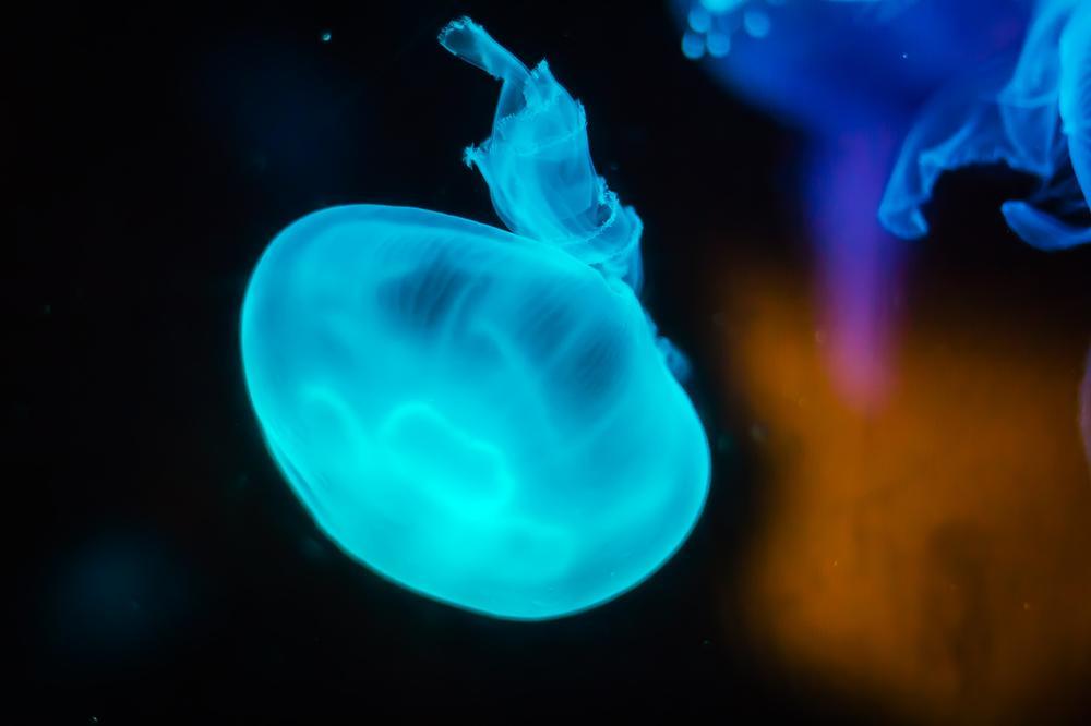 Dive Into Marine Adventures at Sea Life Sydney Aquarium