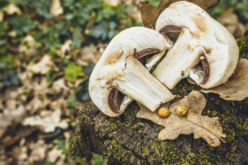 Forage and Feast on a Wild Food Journey with No Taste Like Home