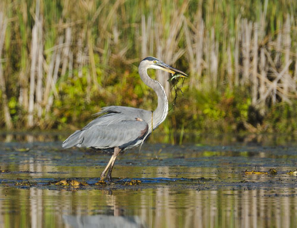 Explore peaceful trails and spot diverse bird species.