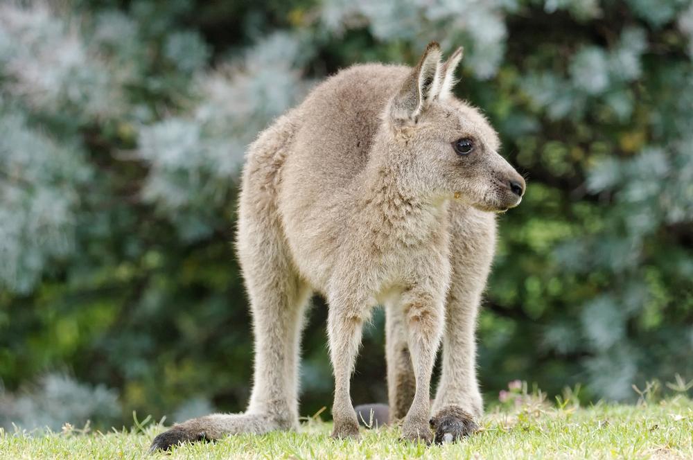 If You Love Close-Up Animal Encounters, Visit Branson's Promised Land Zoo