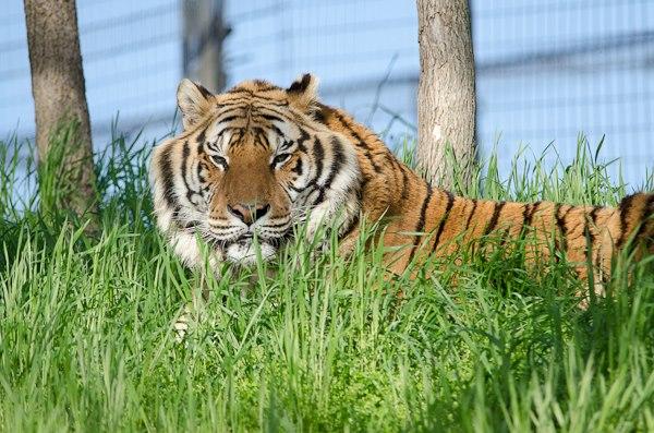 Meet Big Cats and More at Turpentine Creek Wildlife Refuge